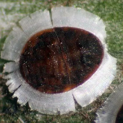 thumbnail for publication: Palm Aphid Cerataphis brasiliensis (Hempel) (Insecta: Hemiptera: Aphidae: Hormaphidinae)